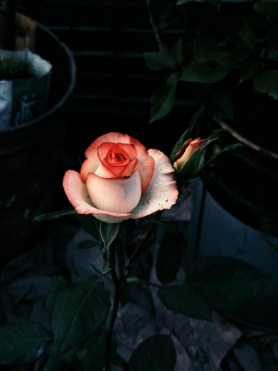 flower bokeh