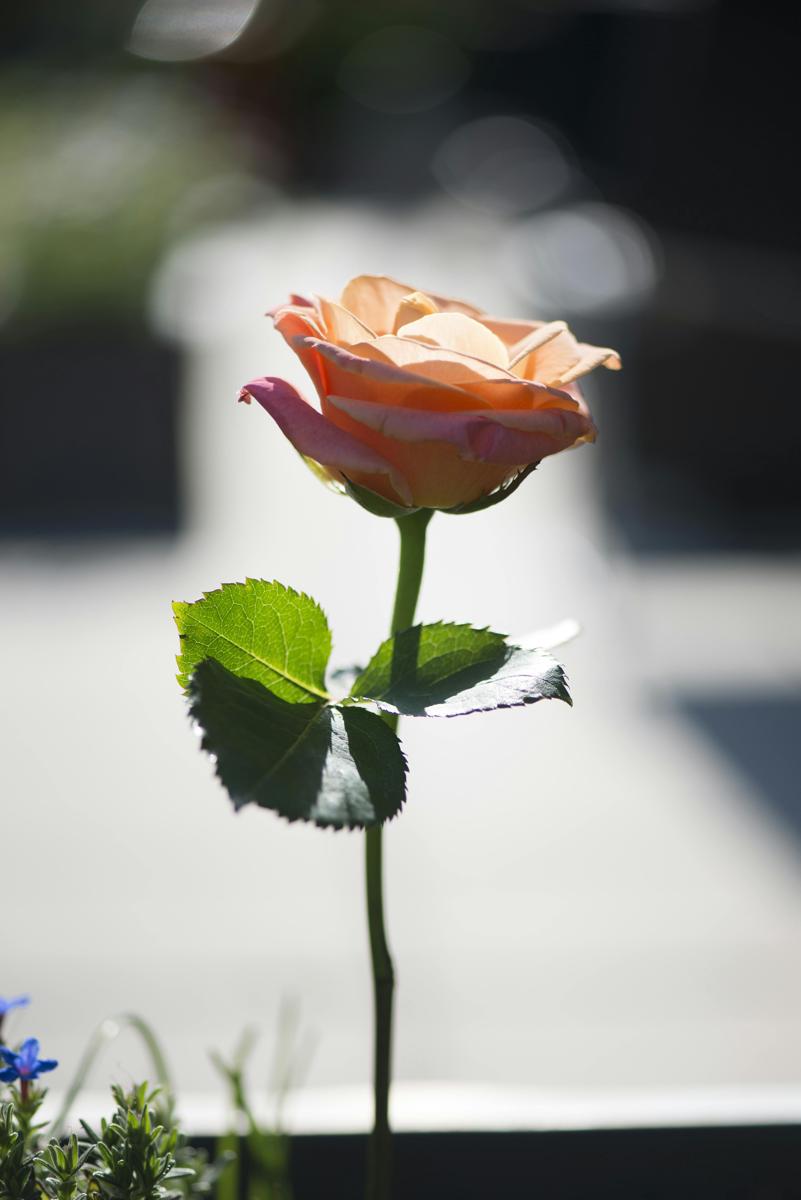 flower bokeh